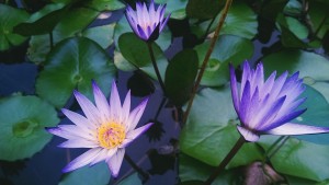 water-lily-931728_960_720